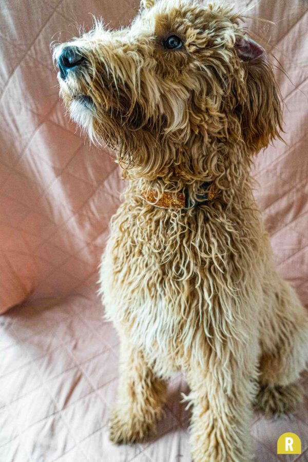 Halsband hond breed glitter koper oranje kerst feest verstelbaar RAWR pets