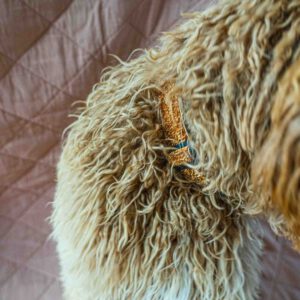 Halsband glitter oranje koper hond labradoodle RAWR pets