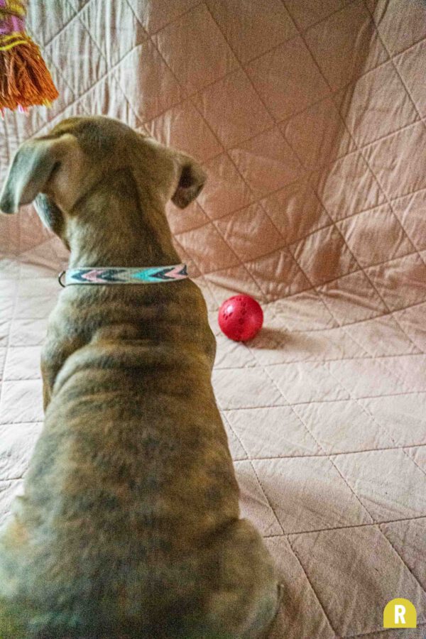 Halsband smal hond pijl roze blauw beige RAWR pets