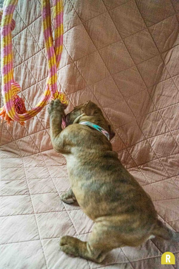 Halsband hond pijl roze blauw beige RAWR pets