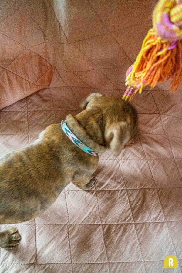 Halsband smal pup hond blauw roze beige strepen pijlen RAWR pets