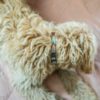 Halsband hond mulicolour pijl zwart RAWR pets