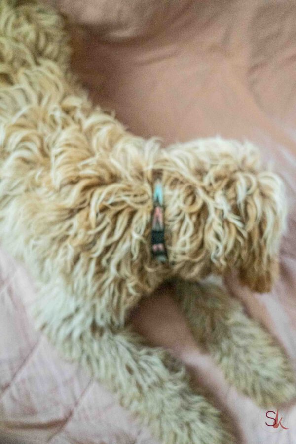 Halsband hond mulicolour pijl zwart RAWR pets