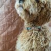 Halsband hond mulicolour pijl zwart RAWR pets