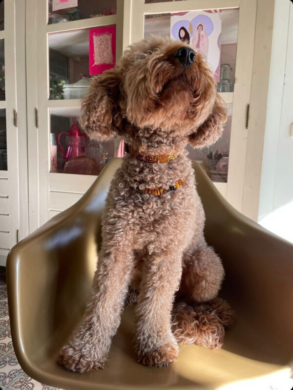 Hond op stoel met koper glitter halsband