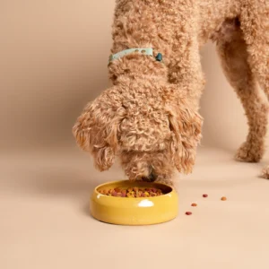 Een lichtbruine labradorpoedel eet uit een handgemaakte keramische hondenvoerbak van het merk RAWR Pets, perfect ontworpen voor zowel voedsel als water. Deze vrolijke voerbak heeft een vrolijke gele kleur en bevat kleurrijk voer dat de eetervaring van jouw huisdier verrijkt. De setting is binnenshuis tegen een beige vloer en muur, waardoor de keramische voerbak extra opvalt. Deze handgemaakte hondenvoerbak is vervaardigd op een pottenbakkersschijf, wat zorgt voor een unieke, ambachtelijke uitstraling. Kies voor de RAWR pets keramische voerbak en bied jouw huisdier een stijlvolle en functionele eetoplossing die niet alleen mooi is, maar ook praktisch in gebruik.