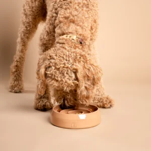 Deze afbeelding toont een licht bruine, blonde labradoodle die brokjes eet uit een roze keramische Slow Feeder. Deze speelse scène benadrukt de vrolijke interactie tussen het huisdier en zijn voedsel. De Slow Feeder is ontworpen om de eetervaring van de hond te verrijken en het ambachtelijke vakmanschap van handgemaakte keramiek te tonen. De kleur van deze Slow Feeder is Blush, een zachte perzikroze tint. Deze unieke handgemaakte keramische voerbak stimuleert langzamer eten, wat bijdraagt aan een betere spijsvertering en een gezondere levensstijl voor jouw huisdier. Kies voor deze stijlvolle keramische Slow Feeder van RAWR pets en geef jouw hond een speciale eetervaring die zowel functioneel als esthetisch aantrekkelijk is.