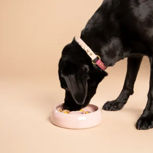 Een zwarte labrador geniet van zijn maaltijd uit de stijlvolle keramische Slow Feeder in de kleur Lila. Deze handgemaakte voerbak voegt niet alleen functionaliteit toe aan de eetervaring van jouw huisdieren, maar is ook een prachtig decoratief element voor jouw interieur. Met zijn elegante, zachte paarse tint is de Slow Feeder ontworpen om langzamer eten te stimuleren, wat bijdraagt aan een betere spijsvertering en een gezondere levensstijl. Bovendien is deze unieke keramische voerbak vaatwasserbestendig, wat zorgt voor eenvoudig onderhoud en optimale hygiëne. Kies voor de Lila keramische Slow Feeder van RAWR pets en geef jouw huisdieren een bijzondere eetervaring die zowel praktisch als esthetisch aantrekkelijk is.