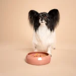 Een kleine Papillon butterfly hond geniet van zijn maaltijd uit de handgemaakte keramische Slow Feeder van het merk RAWR pets in de kleur Weeping Plum. Deze stijlvolle Slow Feeder is ontworpen om de eetervaring van jouw huisdieren te verbeteren en is vervaardigd op een pottenbakkersschijf. De prachtige kleur Weeping Plum, een diepe roze-rode tint, voegt een elegante uitstraling toe aan elke eetruimte. Deze unieke keramische Slow Feeder stimuleert langzamer eten, wat bijdraagt aan een betere spijsvertering en een gezondere levensstijl voor jouw huisdier. Kies voor de handgemaakte keramische Slow Feeder van RAWR pets en maak elke maaltijd bijzonder voor jouw geliefde huisdier.