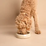 De afbeelding toont een handgemaakte keramische hondenvoerbak, perfect ontworpen voor zowel voedsel als water. Naast de voerbak zie je een blonde labradoodle die water drinkt. Deze keramische voerbak is met de hand vervaardigd op een pottenbakkersschijf en biedt een uniek design dat speciaal is gemaakt voor het merk RAWR pets. Met zijn stijlvolle uitstraling en functionaliteit is deze hondenvoerbak een geweldige aanvulling voor elk huisdier en past hij perfect in moderne interieurs.