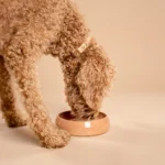 De afbeelding toont een blonde labradoodle welke water drinkt uit een handgemaakte keramische hondenvoerbak van het merk RAWR pets in de kleur Blush, een zachte perzik-oranje roze tint die een subtiele en elegante uitstraling biedt voor elk interieur. Deze veelzijdige voerbak is ontworpen voor zowel voedsel als water, waardoor hij perfect is voor jouw huisdier. Met zijn stijlvolle en moderne design past deze blushkleurige keramische voerbak in iedere eetruimte. Bovendien is de bowl vaatwasserbestendig, wat zorgt voor eenvoudig onderhoud en hygiëne.