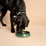 Op de foto zie je een stijlvolle keramische voerbak van RAWR pets in de kleur Rainforest, een diepe donkergroene kleur met een glans. Een zwarte labrador geniet van brokken van het merk PAWR food uit de bowl. De hond draagt een handgemaakte, waterbestendige halsband in mintgroen en donkergroen, wat prachtig contrasteert met de diepe kleur van de bowl en de zwarte vacht. Deze setting straalt een natuurlijke luxe uit die perfect aansluit bij interieurs met een verfijnde, moderne uitstraling.