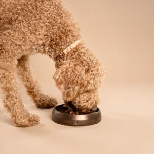 De afbeelding toont een teddybeer-achtige Labradoodle naast een handgemaakte keramische voerbak voor honden, geschikt voor zowel eten als drinken. De bak is zorgvuldig op een pottenbakkersschijf gemaakt, wat een unieke toevoeging geeft aan jouw interieur.