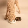 De afbeelding toont een lichtbruine labradoodle die hondenvoer eet en water drinkt uit een handgemaakte keramische hondenvoerbak, ontworpen voor zowel voedsel als water. De stijlvolle beige waterbak biedt een neutrale uitstraling, terwijl de Slow Feeder in de kleur Saturation Gold een vleugje luxe toevoegt aan de eetervaring. De kleurrijke hondenvoer maakt de scène levendig en aantrekkelijk, waardoor deze keramische voerbakken niet alleen functioneel zijn, maar ook een stijlvolle aanvulling op jouw interieur vormen.