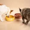 In de afbeelding zijn een twee honden te zien die genieten van handgemaakte keramische voerbakken. De hondenvoerbak is vervaardigd op een pottenbakkersschijf en biedt een stijlvolle eetervaring. De waterbak is in de vrolijke gele kleur Marigold, terwijl de Slow Feeder een elegante roze-rode tint heeft genaamd Weeping Plum. Deze handgemaakte keramische voer- en waterbakken van RAWR pets zijn perfect voor zowel honden als katten. Ze zijn niet alleen functioneel, maar ook een mooie aanvulling op jouw interieur. Kies voor duurzame en hygiënische keramische bowls en maak elke maaltijd bijzonder voor jouw huisdieren.