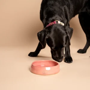 Een zwarte Labrador drinkt water uit een handgemaakte keramische voerbak van het merk RAWR pets in de kleur Weeping Plum. Deze stijlvolle hondenvoerbak is ontworpen voor zowel voedsel als water en is vervaardigd op een pottenbakkersschijf. De bowl heeft een prachtige kleur Weeping Plum, een diepe roze-rode tint die een elegante uitstraling biedt. De scène speelt zich binnenshuis af tegen een eenvoudige achtergrond, waardoor de schoonheid van de handgemaakte keramische voerbak extra opvalt.