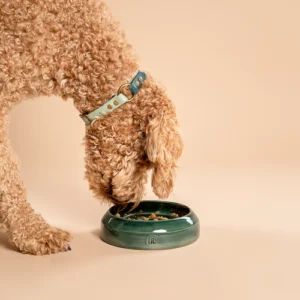 Een blonde labradoodle geniet van zijn maaltijd uit de handgemaakte keramische Slow Feeder van het merk RAWR pets in de kleur Rainforest. Deze stijlvolle Slow Feeder is vervaardigd op een pottenbakkersschijf en is ontworpen om de eetervaring van jouw huisdieren te verbeteren. De prachtige donkergroene tint Rainforest voegt een natuurlijke en elegante uitstraling toe aan elke eetruimte. Deze unieke keramische Slow Feeder stimuleert langzamer eten, wat bijdraagt aan een betere spijsvertering en een gezondere levensstijl voor jouw huisdieren. Kies voor de handgemaakte keramische Slow Feeder van RAWR pets en maak elke maaltijd bijzonder voor jouw geliefde huisdieren.