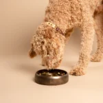 Op de foto zie je een blonde labradoodle die geniet van zijn maaltijd uit deze elegante Slow Feeder, vervaardigd op een pottenbakkersschijf, ontworpen om de eetervaring van jouw huisdieren te optimaliseren. De goud-bronzen tint van Saturation Gold met een zijdeglans afwerking voegt een luxe uitstraling toe aan elke eetruimte, waardoor het niet alleen een functioneel, maar ook een stijlvol accessoire is. Deze unieke keramische Slow Feeder moedigt langzamer eten aan, wat bijdraagt aan een betere spijsvertering en een gezondere levensstijl voor zowel honden als katten. Kies voor de handgemaakte keramische Slow Feeder van RAWR pets en transformeer elke maaltijd in een bijzonder moment voor jouw huisdieren.