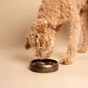 Op de foto zie je een blonde labradoodle die geniet van zijn maaltijd uit deze elegante Slow Feeder, vervaardigd op een pottenbakkersschijf, ontworpen om de eetervaring van jouw huisdieren te optimaliseren. De goud-bronzen tint van Saturation Gold met een zijdeglans afwerking voegt een luxe uitstraling toe aan elke eetruimte, waardoor het niet alleen een functioneel, maar ook een stijlvol accessoire is. Deze unieke keramische Slow Feeder moedigt langzamer eten aan, wat bijdraagt aan een betere spijsvertering en een gezondere levensstijl voor zowel honden als katten. Kies voor de handgemaakte keramische Slow Feeder van RAWR pets en transformeer elke maaltijd in een bijzonder moment voor jouw huisdieren.