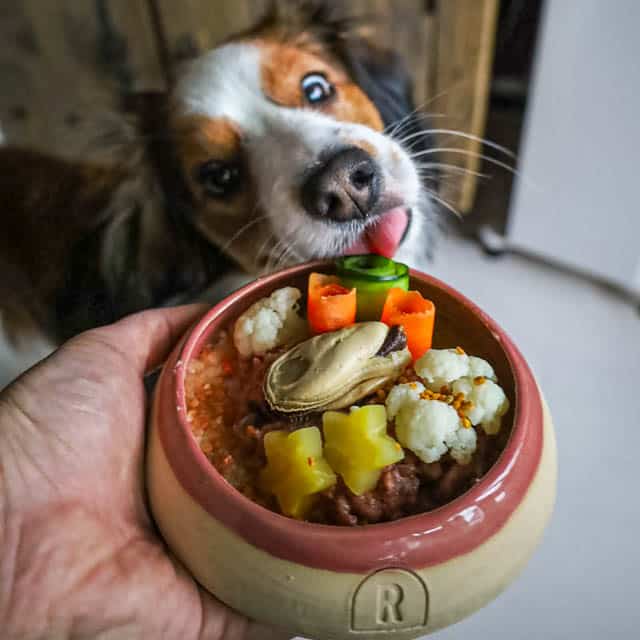 Ziggy honden maaltijd eten voeding inspiratie gezond groenten fruit vlees vis