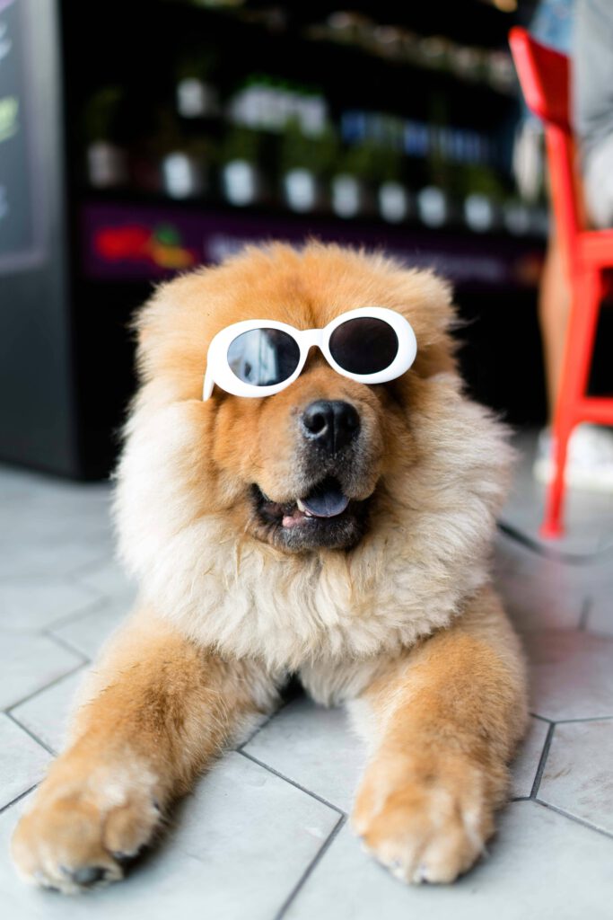 Hond met zonnebril dog with sunglasses funny picture summer zomer artikel zicht honden