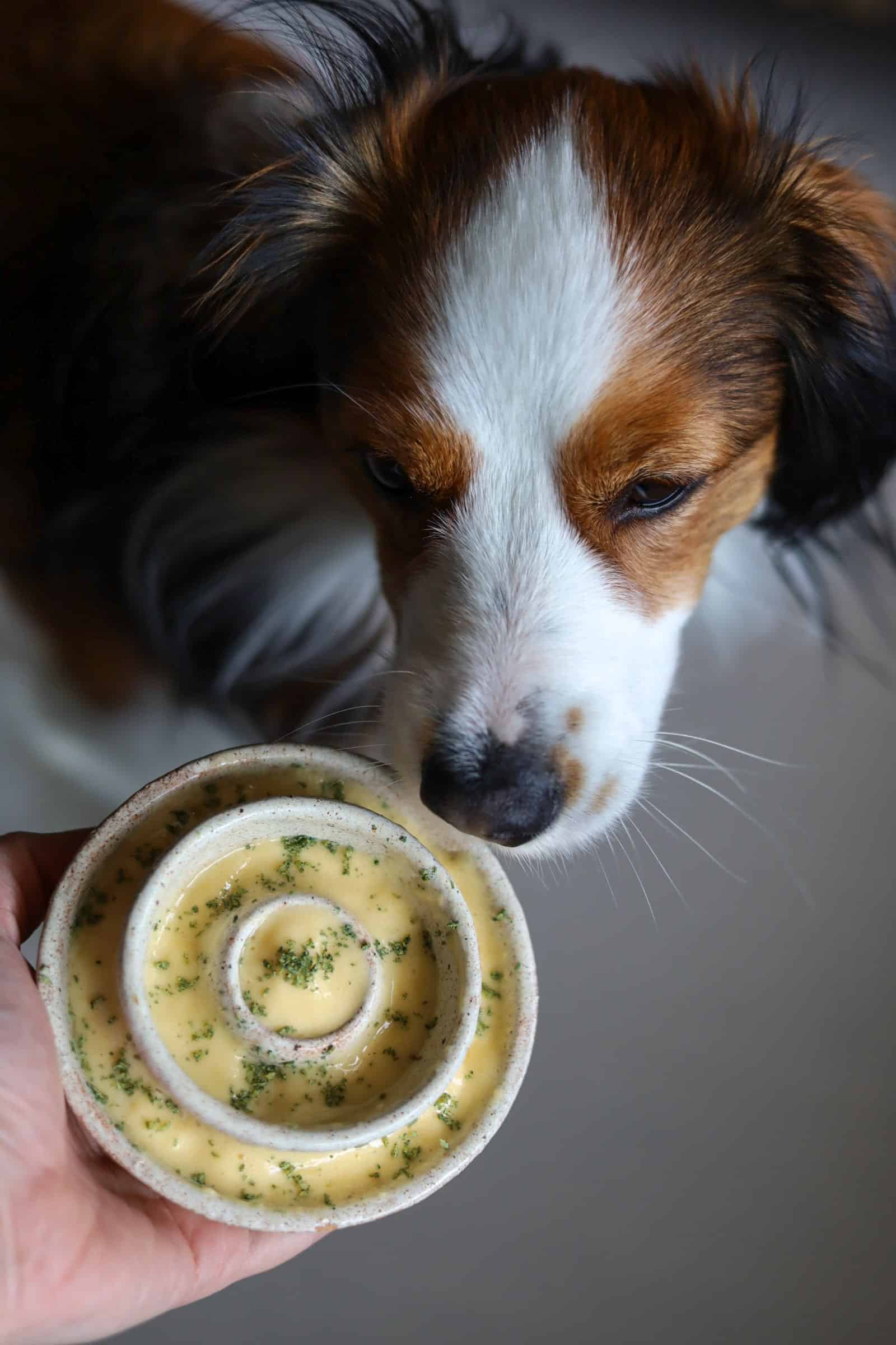 Ziggy honden maaltijd eten voeding inspiratie gezond groenten fruit vlees vis pompoen soep slow feeder