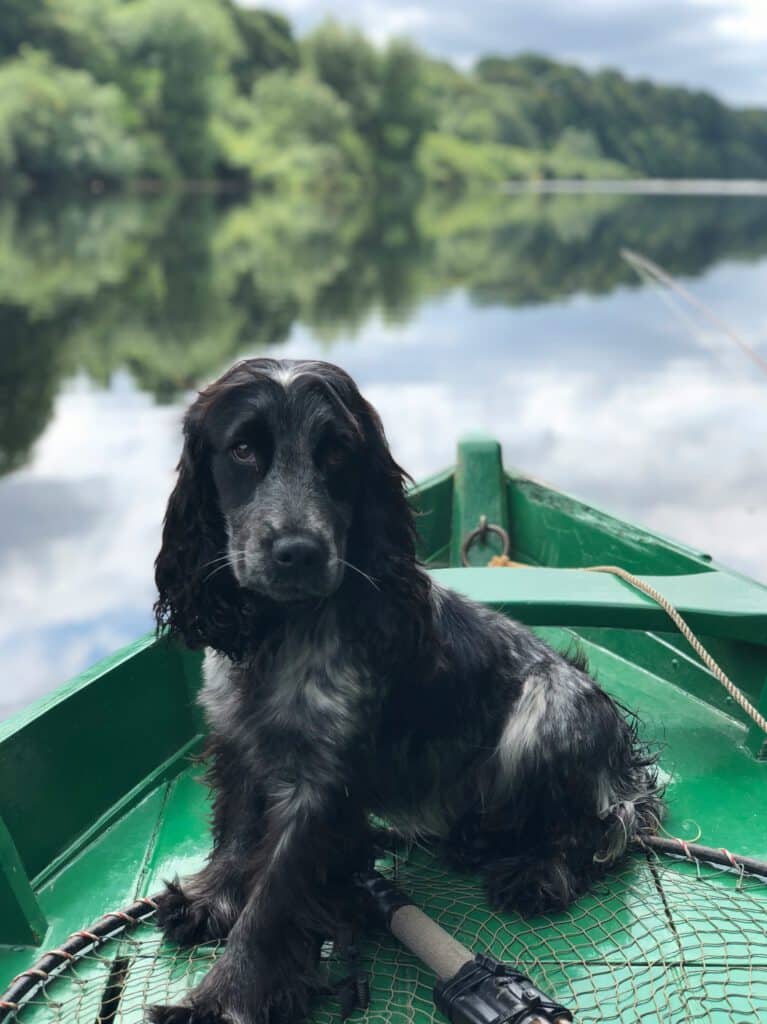 Vakantie checklist voor de hond