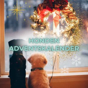 Twee kleine honden zitten voor een raam kijken naar buiten december kerst sneeuw adventskalender advent kerst krans rode strik gordijnen kerststerren RAWR pets