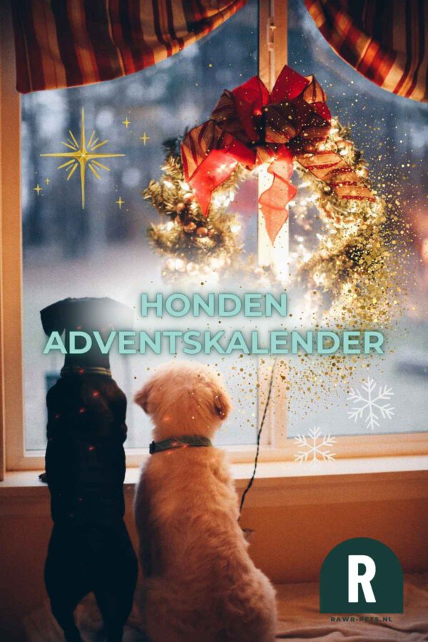 Twee kleine honden zitten voor een raam kijken naar buiten december kerst sneeuw adventskalender advent kerst krans rode strik gordijnen kerststerren RAWR pets