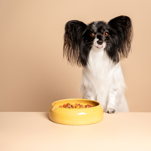 Een kleine Papillon hond met zwart-witte vacht en lange oren zit voor een handgemaakte keramische voerbak van RAWR Pets. Deze stijlvolle voerbak heeft een vrolijke gele tint, bekend als Marigold, en voegt een elegante uitstraling toe aan elke eetruimte. De unieke keramische bowl is perfect voor zowel voedsel als water en benadrukt de aandacht voor detail en vakmanschap van RAWR Pets. Deze handgemaakte keramische voerbak is een prachtige keuze voor huisdierenliefhebbers die functionaliteit en esthetiek willen combineren.