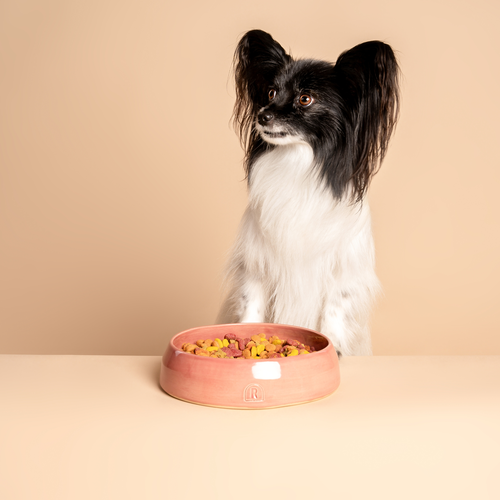 Een kleine Papillon hond met zwart-witte vacht en lange oren zit voor een handgemaakte keramische voerbak van RAWR Pets. Deze stijlvolle voerbak heeft een diepe rood-roze tint, bekend als Weeping Plum, en voegt een elegante uitstraling toe aan elke eetruimte. De unieke keramische bowl is perfect voor zowel voedsel als water en benadrukt de aandacht voor detail en vakmanschap van RAWR Pets. Deze handgemaakte keramische voerbak is een prachtige keuze voor huisdierenliefhebbers die functionaliteit en esthetiek willen combineren.