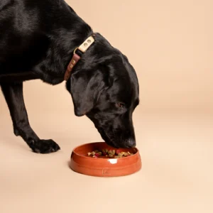 Een zwarte labrador eet gekleurde brokken uit een handgemaakte keramische voerbak van het merk RAWR pets, perfect ontworpen voor zowel voedsel als water. Deze stijlvolle voerbak is vervaardigd op een pottenbakkersschijf en heeft een prachtige kleur Red Rock, die de levendige kleuren van de maaltijd aanvult. Deze binnenomgeving legt de essentie van huisdiergezelschap en zorg vast, en benadrukt de combinatie van functionaliteit en esthetiek in deze unieke keramische voerbak.