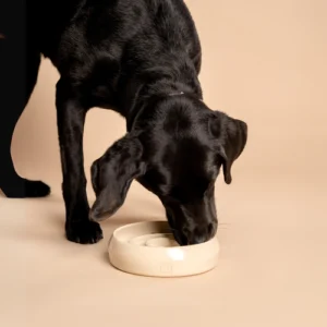 Op de foto zie je een zwarte labrador die rustig uit de handgemaakte keramische Slow Feeder van RAWR pets eet. De omgeving straalt een zachte, minimalistische sfeer uit, met een beige vloer en een beige achterwand die perfect aansluiten bij de tijdloze beige kleur van de voerbak. Deze stijlvolle Slow Feeder past harmonieus in elk interieur, dankzij de neutrale tint die nooit uit de mode raakt. Naast de esthetiek stimuleert de voerbak jouw huisdier om langzamer te eten, wat bijdraagt aan een gezonde spijsvertering en welzijn.