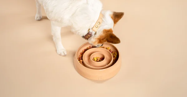 Een kleien hond staat gebogen boven een handgemaakte keramische slow feeder in een zalm roze kleur genaamd Blush. De voerbak is gevuld met gekleurde hondenbrokken van het merk PAWR. De hond heeft een witte vacht en bruine oren en draagt een waterbestendige halsband in beige en bruin met messing accenten gemaakt van BioThane. Zowel de halsband als de voerbak zijn van het merk RAWR pets