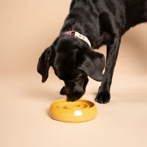 Op de foto zie je een zwarte labrador die rustig uit de handgemaakte keramische Slow Feeder van RAWR Pets eet. De omgeving straalt een zachte, minimalistische sfeer uit, met een beige vloer en een beige achterwand die perfect matchen met de warme uitstraling van de Marigold-gele voerbak. Deze stijlvolle en functionele Slow Feeder, met een zijdeglans afwerking, biedt niet alleen een prachtige toevoeging aan jouw interieur, maar helpt jouw huisdier ook om langzamer te eten, wat gunstig is voor de spijsvertering en algehele gezondheid.