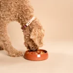 Op de foto zie je een blonde labradoodle die geniet van zijn maaltijd uit deze handgemaakte keramische Slow Feeder in de kleur Red Rock. Deze elegante voerbak is geïnspireerd op de warme, aardse tinten van terracotta en is ontworpen om het eettempo van jouw huisdieren te vertragen. Dit bevordert de spijsvertering, helpt overeten te voorkomen en stimuleert het natuurlijke jachtinstinct van je hond of kat. Gemaakt van duurzaam keramiek, biedt deze Slow Feeder antibacteriële eigenschappen en is hij vaatwasserbestendig, wat het onderhoud eenvoudig maakt. Met een stijlvolle afwerking voegt deze unieke Slow Feeder niet alleen functionaliteit toe, maar ook een warme uitstraling aan elke eetruimte. Kies voor de handgemaakte keramische Slow Feeder van RAWR pets en maak elke maaltijd bijzonder voor jouw huisdieren.