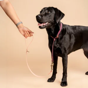 Zwarte labrador draagt een Wijn Rode halsband en Rose Gouden riem van RAWR pets, gemaakt van duurzaam BioThane materiaal. Een hand houdt de halsband vast tegen een beige achtergrond.