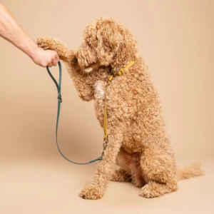 Blonde labradoodle draagt een halsband in Goud en riem in Donkergroen van RAWR pets, gemaakt van duurzaam BioThane materiaal. Een hand houdt de halsband vast tegen een beige achtergrond.