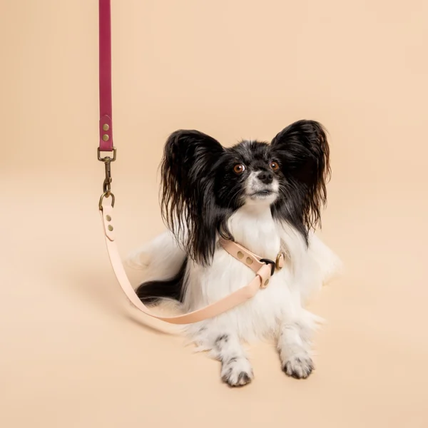 Kleine zwart wit gekleurde papillon butterfly hond draagrt RAWR pets BioThane halsband in Powder Tan met een wandelriem in Wijn Rood, duurzaam en waterbestendig, op een beige achtergrond. De focus ligt op de halsband.