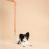 Papillon butterfly hond draagt RAWR pets BioThane halsband in Sage Groen en wandelriem in Lichtbruin, geschikt voor honden van alle maten, op een beige achtergrond.