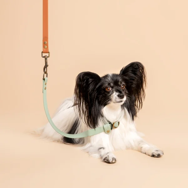 Papillon butterfly hond draagt RAWR pets BioThane halsband in Sage Groen en wandelriem in Lichtbruin, geschikt voor honden van alle maten, op een beige achtergrond. De focus ligt op de halsband.