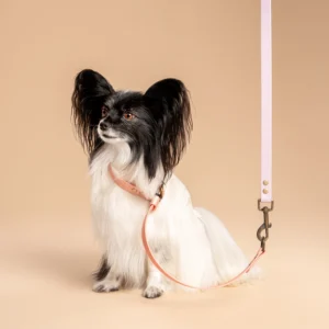 Papillon butterfly hond met RAWR pets BioThane halsband in Rose Goud en korte wandelriem in Pastel Paars, op een beige achtergrond. De focus ligt op de halsband.