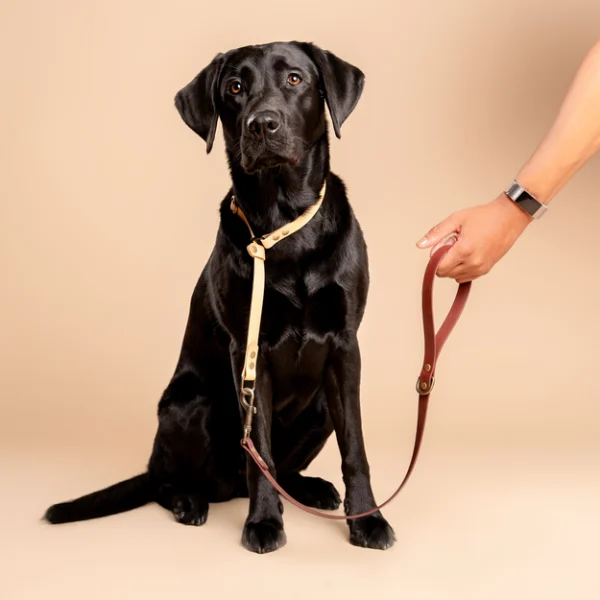 Zwarte labrador draagt een halsband in Licht Goud en riem in Saddle Brown, van RAWR pets, gemaakt van duurzaam BioThane materiaal. Een hand houdt de halsband vast tegen een beige achtergrond.