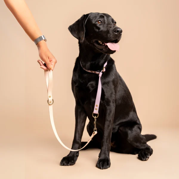 Zwarte labrador draagt een halsband in Pastel Paars en riem in Powder Tan, van RAWR pets, gemaakt van duurzaam BioThane materiaal. Een hand houdt de halsband vast tegen een beige achtergrond.