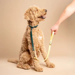 Blonde labradoodle draagt een halsband in Donkergroen en riem in Pastel Geel van RAWR pets, gemaakt van duurzaam BioThane materiaal. Een hand houdt de halsband vast tegen een beige achtergrond.