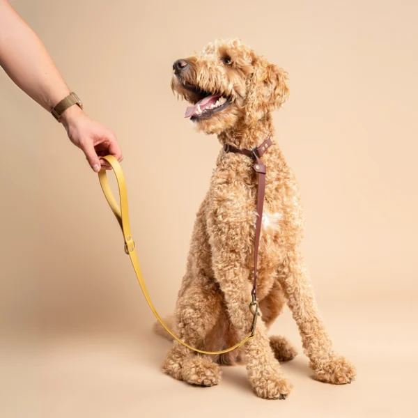 Blonde labradoodle draagt een halsband in Saddle Brown en riem in Goud van RAWR pets, gemaakt van duurzaam BioThane materiaal. Een hand houdt de halsband vast tegen een beige achtergrond.