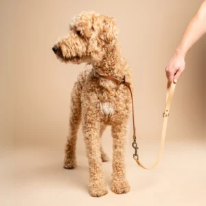 Blonde labradoodle draagt een halsband in Lichtbruin en riem in Licht Goud van RAWR pets, gemaakt van duurzaam BioThane materiaal. Een hand houdt de halsband vast tegen een beige achtergrond.