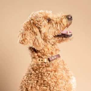 Een blonde labradoodle met krullende vacht zit voor een beige achterwand. De hond kijkt naar de zijkant en ziet er vrolijk en blij uit, zijn mond is open en hij lijkt ontspannen. Om zijn hals zit een halsband van het Nederlandse huisdieren merk RAWR pets, bestaande uit een beige en donkerbruine band verbonden door een messing ring. De halsband is waterbestendig en duurzaam in het gebruik.