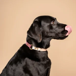 Een labrador met zwarte vacht zit voor een beige achterwand, ze kijkt naar de zijkant en likt met haar roze tong haar neus af. Om haar nek zien we een waterbestendige en vuilbestendige halsband gemaakt van het duurzame materiaal BioThane in de kleuren bordeaux en zacht zalm roze. De halsband is van het Nederlandse huisdieren merk RAWR pets.