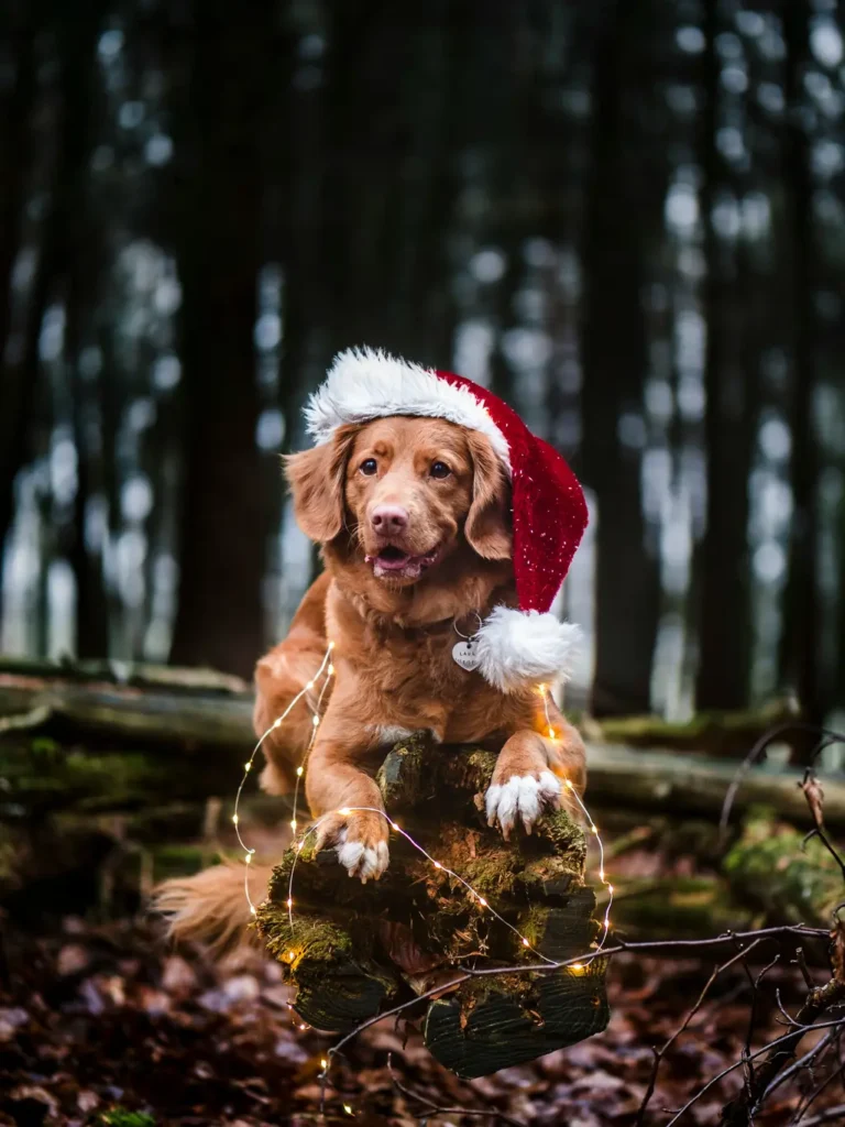 Hond in het bos in kerst sfeer, kerst muts, kerst verlichting